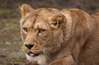 Barbary lioness 6649