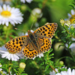 Foto: Großer Perlmutterfalter auf Sommerblumen Großer Perlmutterfalter auf Sommerblumen