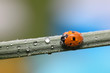 Foto: Marienkäfer Marienkäfer