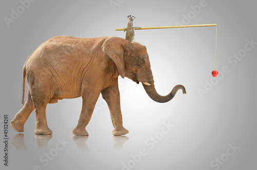 Photo: Elephant Carrying Hyena Elephant Carrying Hyena