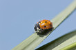Foto: Marienkäfer Marienkäfer