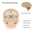 The auditory pathways, eps10