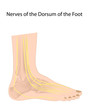Dorsal digital nerves of foot, eps10
