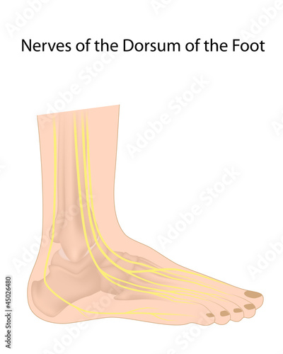 Vector: Dorsal digital nerves of foot, eps10 Dorsal digital nerves of foot, eps10
