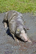 So ein Schweineglück