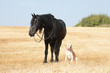 Friese und Mischlingshund