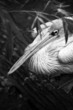 pelican black and white