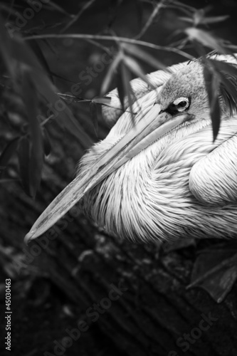 Photo: pelican black and white pelican black and white