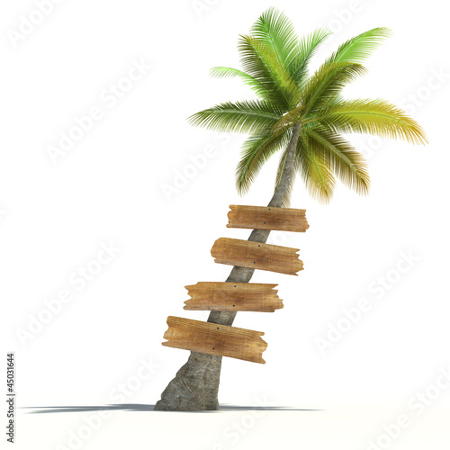 Photo: Palm tree with wooden signs Palm tree with wooden signs