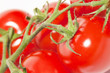 Foto: Strauchtomaten Strauchtomaten