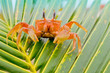 red crab on a palm tree