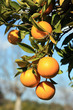 Apfelsine