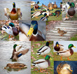 Duck in the pond