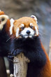 Little red panda looking
