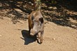 Wildschwein