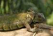 canvas print picture - Leguan 2