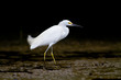White Heron on the banks or a river