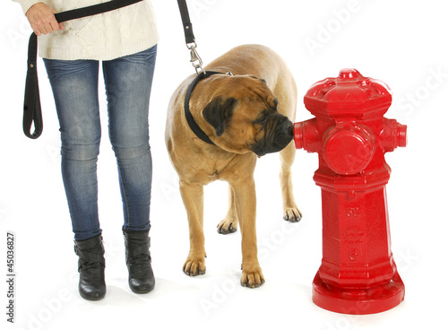 Photo: housetraining dog housetraining dog