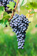 Foto: Uva da Barolo Uva da Barolo