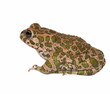 European green toad, Bufo viridis, isolated on white background