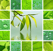Green collage