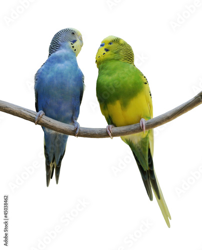 Photo: Budgerigar Parrots Budgerigar Parrots