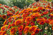 Photo: Potted Orange Fall Chrysanthemums Potted Orange Fall Chrysanthemums