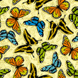 butterfly wallpaper