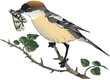 Alcaudón común / Woodchat Shrike / Lanius senator