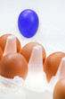 one separate blue hen's egg