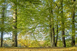 Foto: autumn trees autumn trees