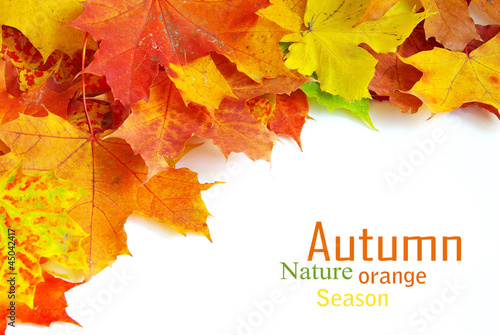 Photo: autumn maple leafs autumn maple leafs