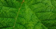 textur - blatt einer pflanze