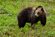 Brown bear (Ursus arctos)