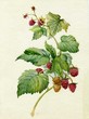 Illustration: Raspberry Raspberry