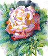 Watercolor Flower Collection: Rose