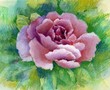 Watercolor Flower Collection: Rose