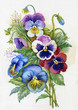 Illustration: Viola tricolor Viola tricolor