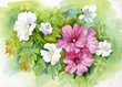 Illustration: Summer flowers Summer flowers