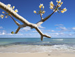 frangipanier sur plage de rêve