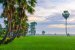 Early morning on the rice field, hidden in mist,  palmyra trees