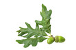 Corner Oak Acorn