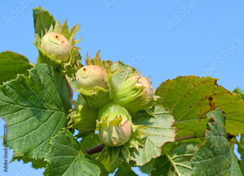 Photo: Gemeine Hasel - Corylus avellana Gemeine Hasel - Corylus avellana
