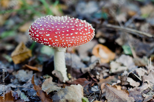 Photo: automne automne