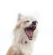 chihuahua yawning in front of white background