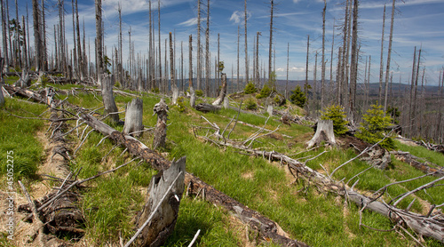 Photo: Totholz - Borkenkäfer als Landschaftsgestalter Totholz - Borkenkäfer als Landschaftsgestalter