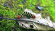 Video: caterpillar crawling on dry leaf caterpillar crawling on dry leaf
