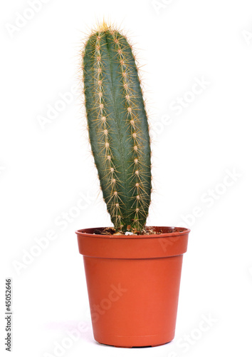 Photo: decorative cactus decorative cactus