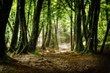 la foret