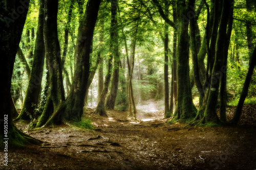 Photo: la foret la foret